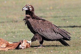 Birds of prey are the most affected because they are at the top of the food chain and toxins accumulate. Buitre negro.jpg