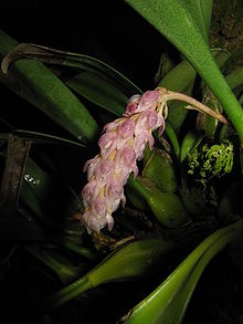 Bulbophyllum crassipes1.jpg