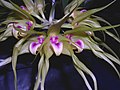 Bulbophyllum virescens - Flickr - Shaun@KL.jpg