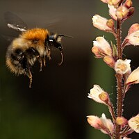 Bumblebee with tongue extracted about to visit a Heuchera plant for nectar. Bumblebee heuchera.jpg