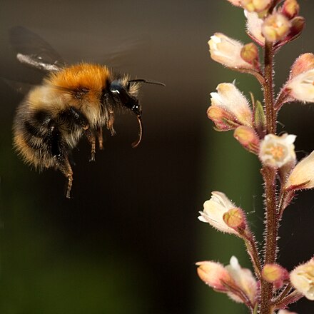 Шмель насекомое. Шмель Bombus arisi. Bombus agrorum. Шмель трубач. Bombus pascuorum.