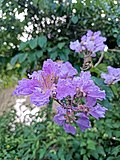 Thumbnail for File:Bunga dari pohon Bungur Lagerstroemia indica.jpg