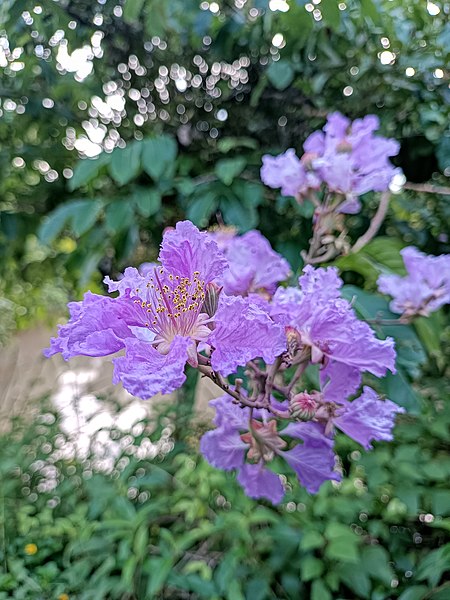 File:Bunga dari pohon Bungur Lagerstroemia indica.jpg