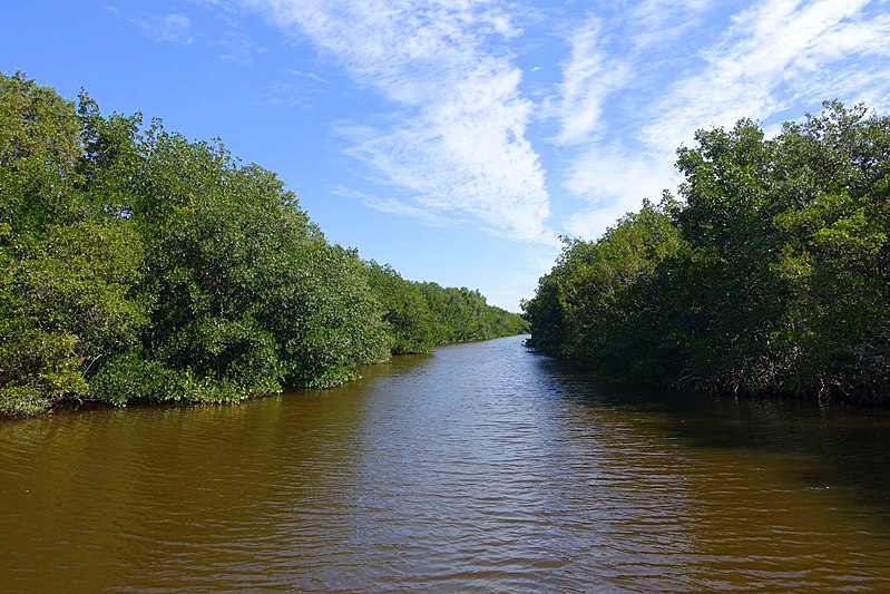 File:Buttonwood Canal tour - Everglades National Park - DSC09359.jpg