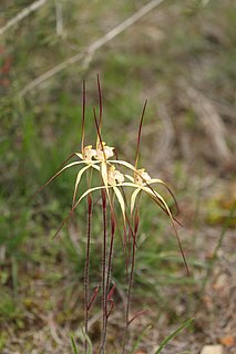 <i>Caladenia xantha</i> Species of orchid