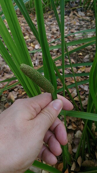 File:Calamus (Acorus calamus) 2.jpg