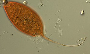 Calkinsia aureus (Euglenozoa)