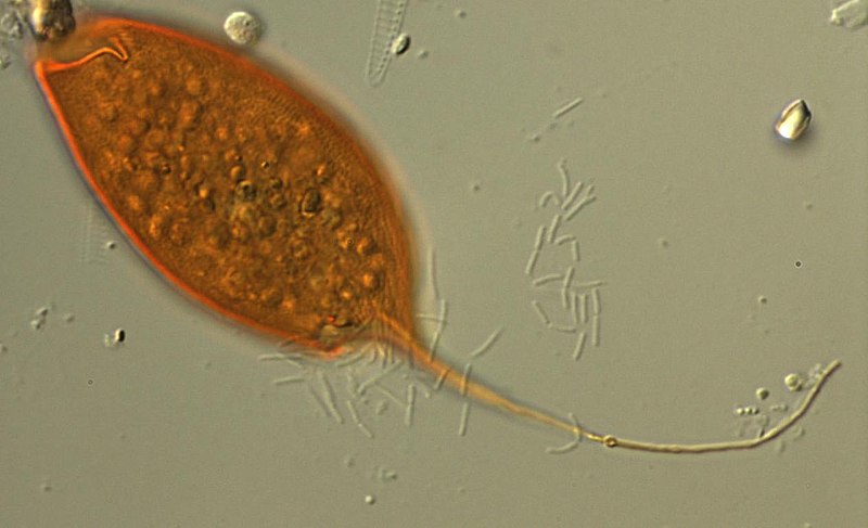 File:Calkinsia aureus (2843250035).jpg