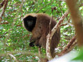 Miniatura para Callicebus personatus