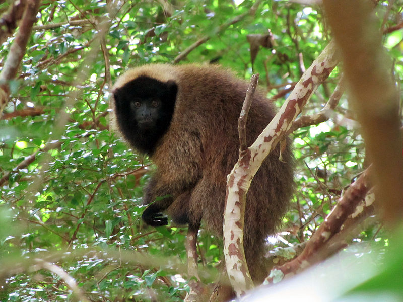 File:Callicebus personatus Espírito Santo.jpg