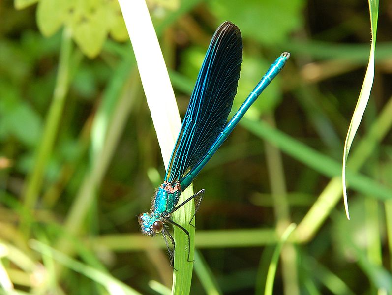 File:Calopteryx 2 Luc Viatour.JPG