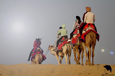 Camel rides in Thar desert.jpg