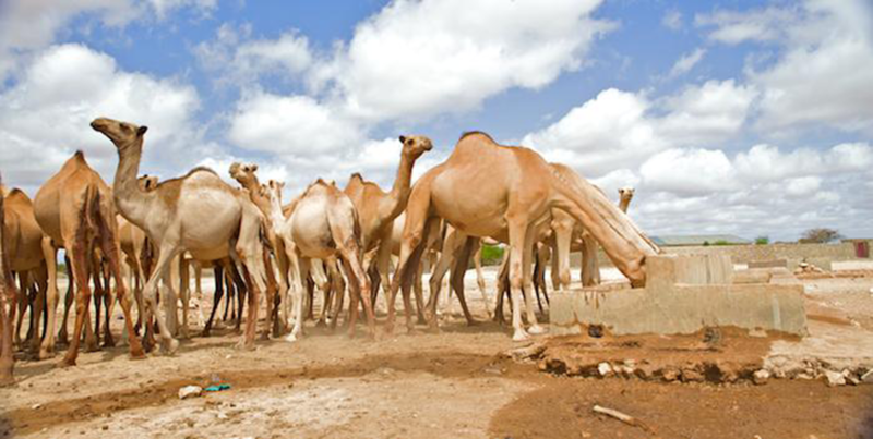 File:Camels drink at a water point (8331340888).png