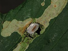 Pupa of the horse-chestnut leaf miner Cameraria ohridella Pupa 5845.JPG