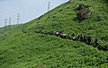 Caminata en el Circuito Ecoturistico Lomas de Amancaes - Rímac (2019)