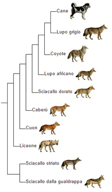 Albero filogenetico del lupo e i suoi parenti.