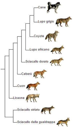 Canis Lupus: Etimologia, Descrizione fisica, Evoluzione e tassonomia