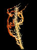 Japanese skeleton shrimp (Caprella mutica)
