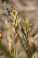 Carex davalliana (Davall-Segge) IMG 38655.JPG