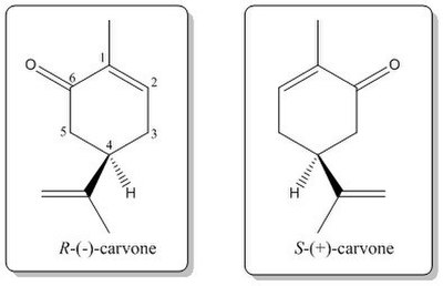 (S)-(+)-Carvone occurs in caraway seed oil, and (R)-(−)-carvone occurs in spearmint