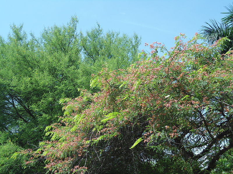 File:Cassia roxburghii (Red Cassia) at HSL Wetland Eco Region 01.JPG