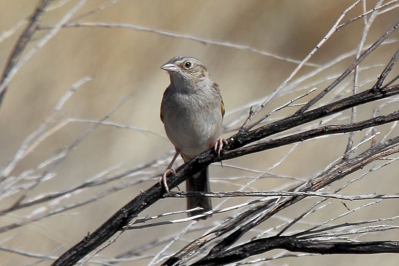 File:Cassins Sparrow Peucaea cassinii (7054308541).jpg