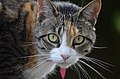 Cat-breeds--best 10369 10 1521090961.jpg