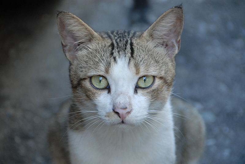 File:Cat face day.jpg