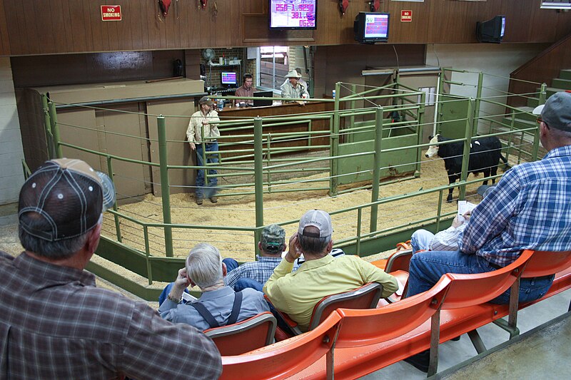 File:Cattle Auction.jpg