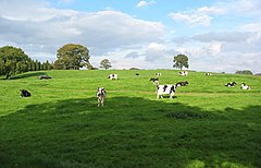 Cattle near the Hollies Cattle pasture near The Hollies - geograph.org.uk - 253244.jpg