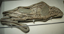 Cearadactylus fossile.jpg