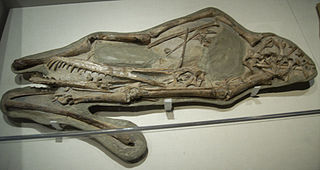 <i>Cearadactylus</i> genus of reptiles (fossil)