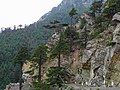 Mature trees in their natural habitat at Kalpa, Himachal Pradesh, India. (dry zone).