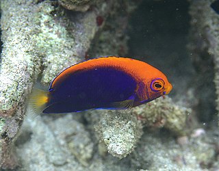 <span class="mw-page-title-main">Orangeback angelfish</span> Species of fish