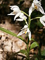 Cephalanthera longifolia