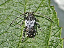 Cerambycidae - Pogonocherus hispidulus.jpg