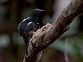 Thumbnail for Black antbird