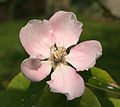 Une fleur de cerisier