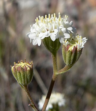 <i>Chaenactis stevioides</i> Species of flowering plant