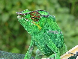 Panterinis chameleonas (Furcifer pardalis)