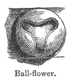 Chambers 1908 Ballflower.png