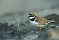 Charadrius dubius