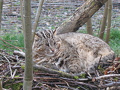 Amurkatze (Prionailurus bengalensis euptilurus)