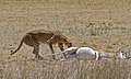Cheetah (Acinonyx jubatus) male and its prey (6516896065).jpg