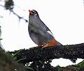 Spectacled laughingthrush