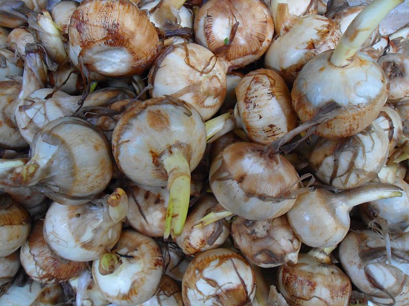 File:Chinese vegetable 024.jpg