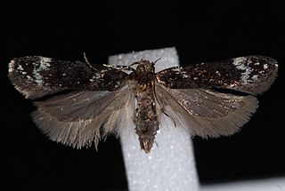 <i>Chionodes abella</i> Species of moth