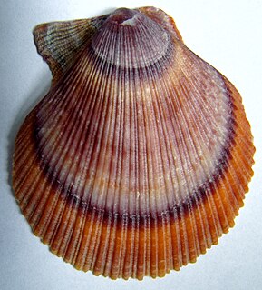 Chlamys islandica