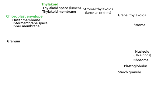 Chloroplast structure labels.svg