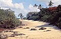 Chole Island. Poinciana in bush. Casuarina on beach. Mangroves left.jpg